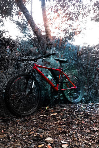 Mountain Adventure Awaits! 🚵 ️🌲