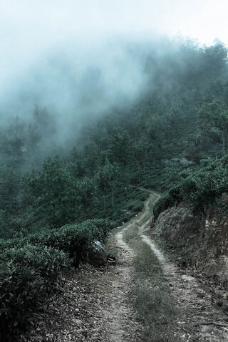 Enchanted Journey Through the Mist 🌫️🌲