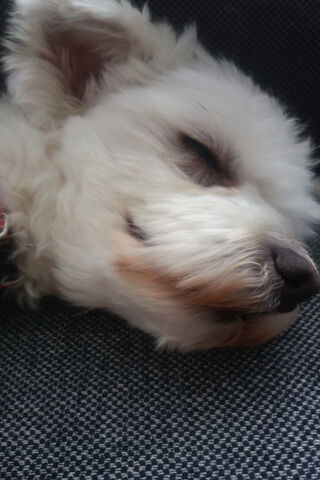 Mali's Dreamy Nap 💤🐾