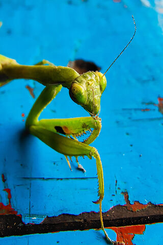 Mantis Magic: Nature's Green Guardian 🦗✨