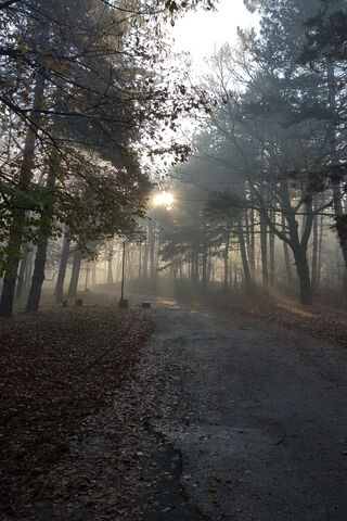 Whispers of Dawn: A Misty Morning Journey