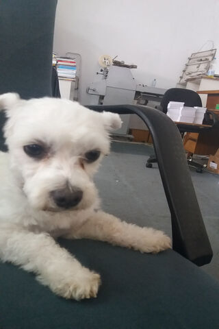 Mali the Office Companion 🐾