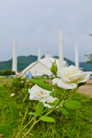 Blossoms of Tranquility: Nature in Islamabad 🌹🏞️