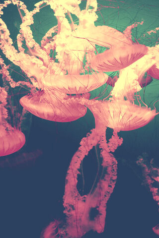 Neon Jelly