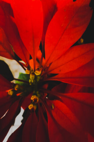 Noche Buena: The Festive Beauty of Christmas