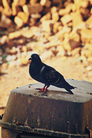 Urban Sentinel: The Pigeon