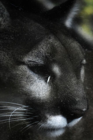 Majestic Cougar of Portland Zoo 🐾
