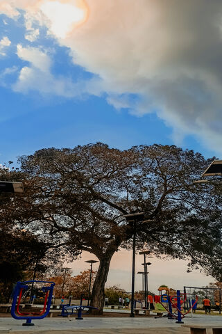 Serenity Under the Tree 🌳✨