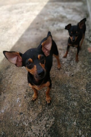 Pincher Pals: The Playful Duo 🐾