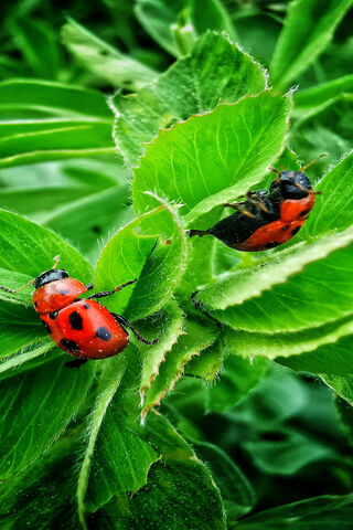 Susie's Colorful Adventure in the Garden 🌿🐞