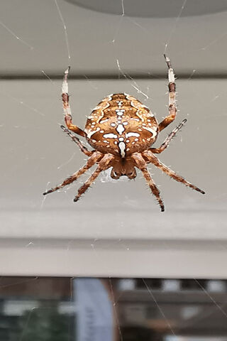 The Artful Weaver: Nature's Spider