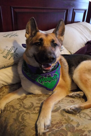 Sadie's Cozy Corner 🐾💜