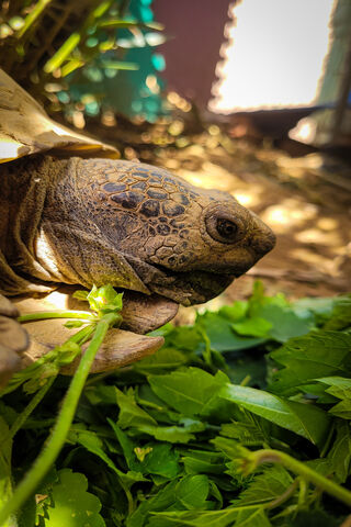 Tortoise Treats: A Feast in the Sun! 🐢🌿