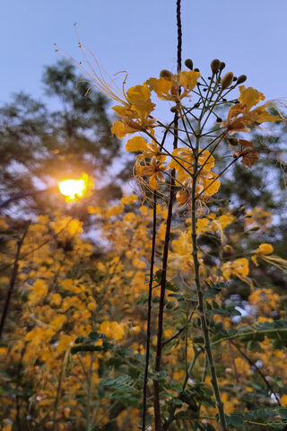 sky overhead power line