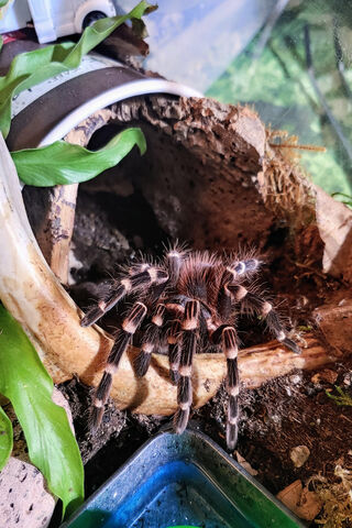 The Majestic WhiteKnee Tarantula 🕷️✨
