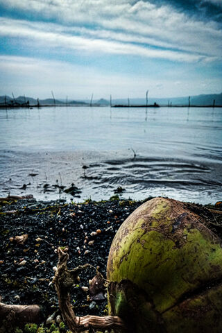 Coconut Serenity by the Water 🌴💧