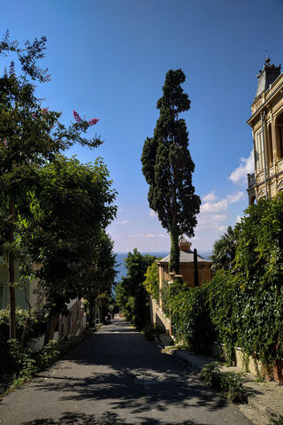 Ada's Serene Pathway 🌳✨