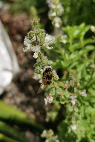 Buzzing Beauty: The Life of an Abeja 🐝🌼