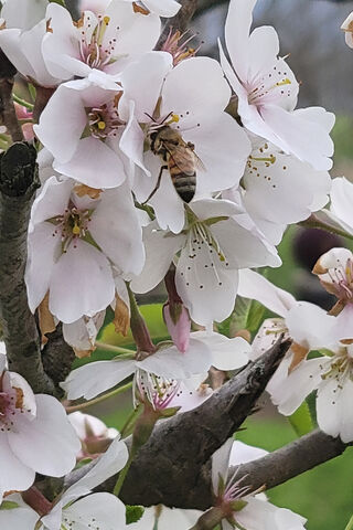 Buzzing Beauty: Nature's Aesthetic Delight 🐝🌸
