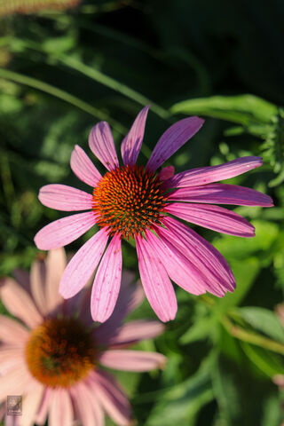 Blossoms of Serenity 🌸