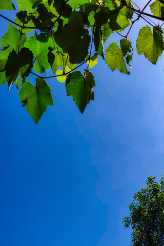 Bluesky