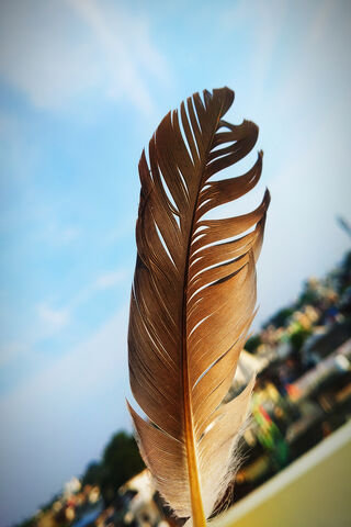 Nature's Artistry: The Elegance of a Bird Feather 🪶✨