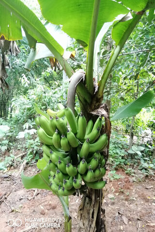 Bunches of Green Goodness 🍌🌿