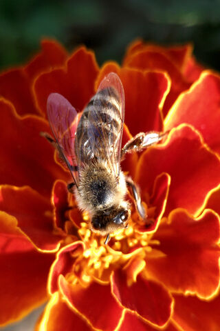 Buzzing Beauty: The Art of Bee Harvesting 🍯🐝