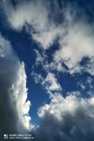 Soaring Dreams: A Bird's Journey Through the Sky