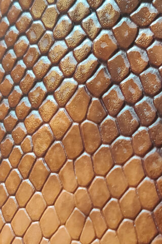 Brownie Croco