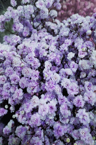 Whispers of Baby's Breath 🌸✨