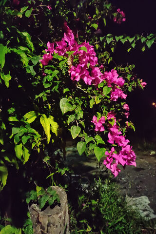 Night Blooms: The Beauty of Bunga Kertas 🌸✨