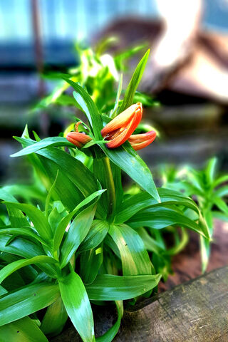 Blooming Beauty: The Vibrant Lily