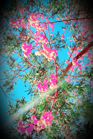 Whimsical Berry Blossoms Under the Sky 🌸🌞