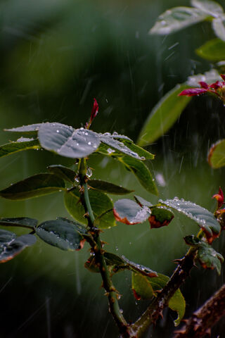 Nature's Charm: A Glimpse of Serenity