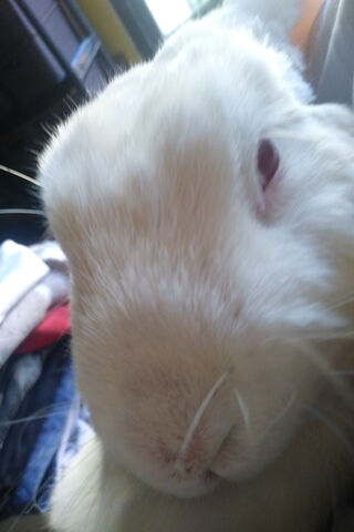 Conejo's Cozy Close-Up 🐰✨