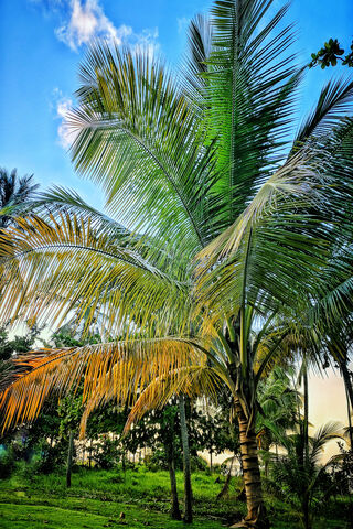Coqueiro: The Tropical Beauty 🌴✨