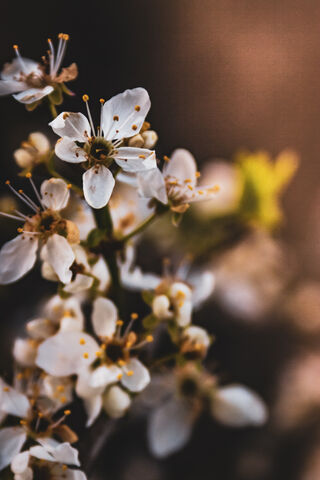 Whispers of Spring: The Cherry Blossom Bloom 🌸