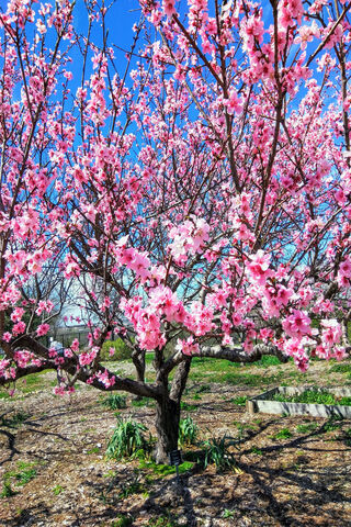 Spring's Pink Embrace 🌸