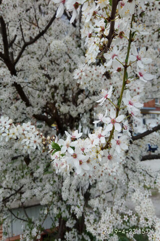 Whispers of Spring: Cherry Blossom Dreams 🌸✨