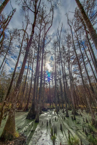 Mystical Serenity of the Carolina Swamp 🌿✨