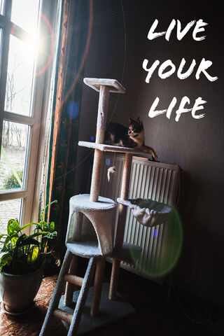 Chill Vibes: A Cozy Cat Retreat 🐾✨