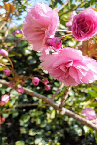 Whispers of Spring: Cherry Blossom Dreams 🌸✨