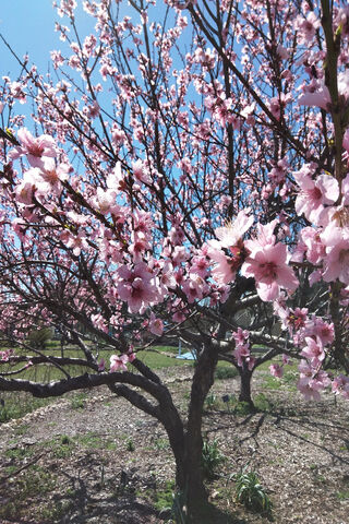 Spring's Embrace: The Beauty of Cherry Blossoms 🌸