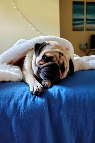 Cozy Cuddles with Chubby Pug 🐾❤️