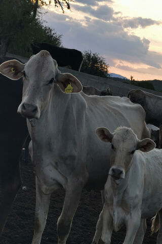 Sunset Serenity: A Cow and Calf Bond