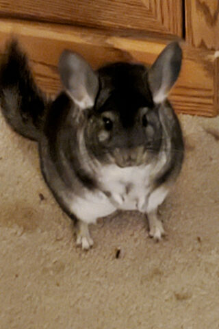 Charming Chinchilla: The Fluffy Wonder! 🐾✨
