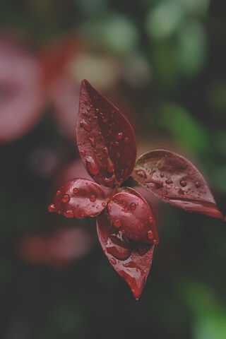 Raindrops on Cherry Leaves: Nature's Artistry 🌧️🍒