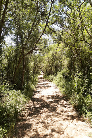 Cerro's Serene Pathway 🌳✨