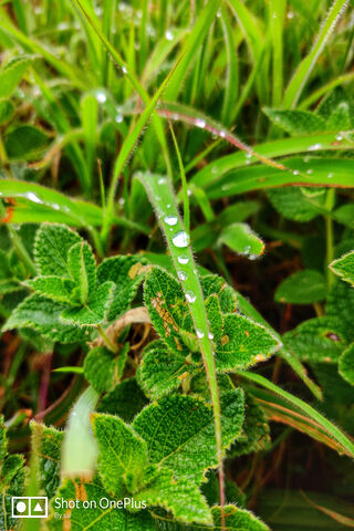 Nature's Tiny Jewels: Dew Drops at Dawn 🌿💧